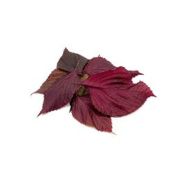 SHISO LIST